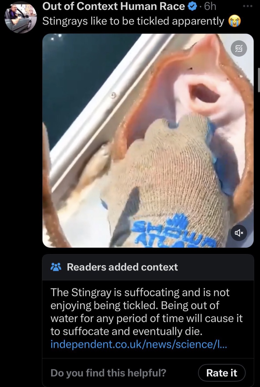 screenshot - Out of Context Human Race 6h Stingrays to be tickled apparently A Readers added context The Stingray is suffocating and is not enjoying being tickled. Being out of water for any period of time will cause it to suffocate and eventually die.…